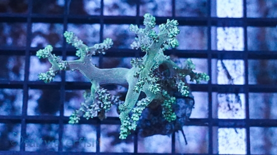 Kenya Tree Coral: Green