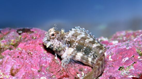 Lawnmower Blenny - Indo-Pacific