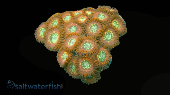 Zoanthid Magician - Aquacultured