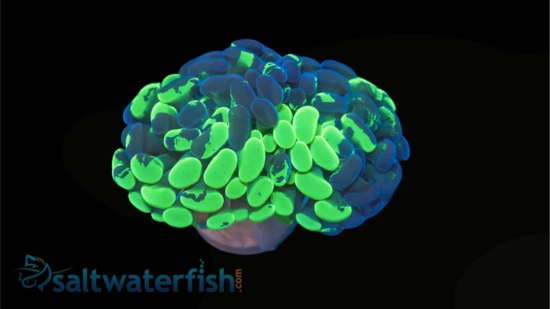 Hammer Coral: Branching Neon Green Splatter - Aquacultured
