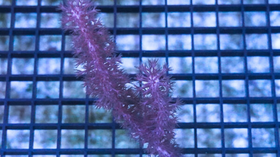 Knobby Gorgonian - Atlantic
