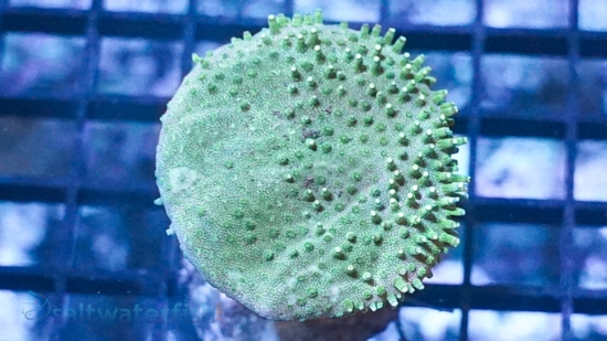 Toadstool Leather Coral: Green Polyp, Nano - Aquacultured