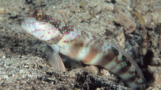 Pink and Blue Shrimpgoby