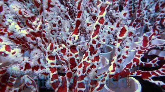 Spider Sponge: Orange - Australia