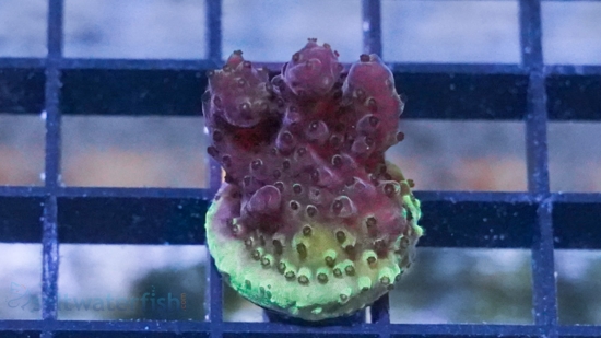 Acropora Paletta Blue - Aquacultured