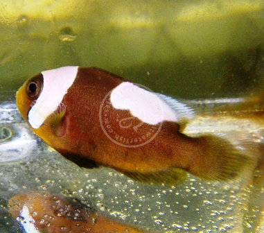 Proaquatix Saddleback Clownfish