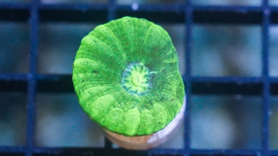 Trumpet Coral: Metallic Green - Aquacultured