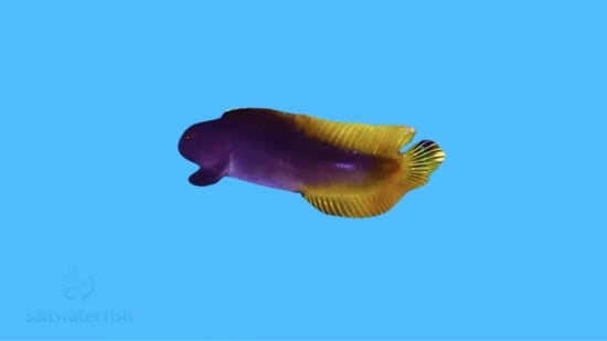 Flametail Blenny