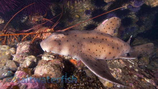 Horn Shark