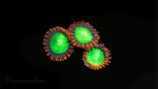 Zoanthid Goblin Fire's - Aquacultured