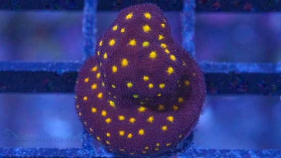 Psammocora Coral : Outer Space - Aquacultured