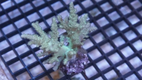 Sinularia Spaghetti Finger Leather Coral Mini : Green 