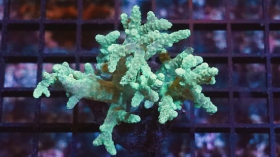 Sinularia Mushroom Finger Coral : Green - Aquacultured