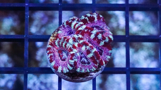 Acan Lord : Tri-Color :  Australia - Aquaucltured