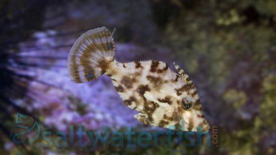 Aiptasia Eating Filefish - Captive Bred