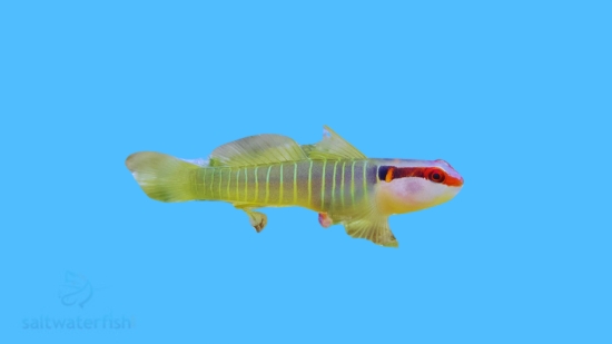 Green-Banded Goby - Captive Bred