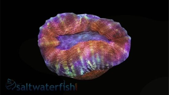 Lobophyllia Brain Coral: Orange Rim w/ Purple Center - Aquacultured