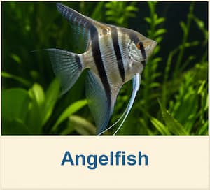 Freshwater Angelfish