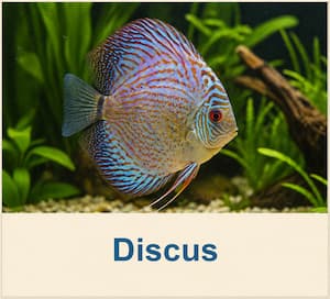 Freshwater Discus