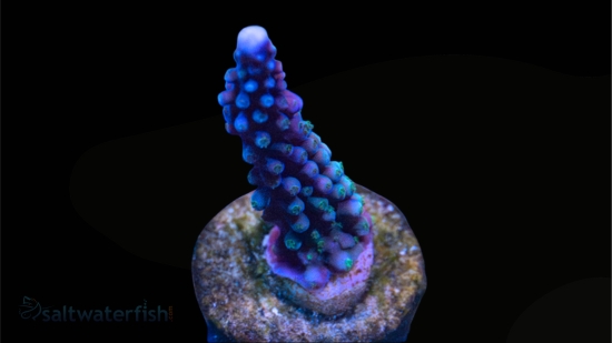 Acropora Blue Lightning - Aquacultured