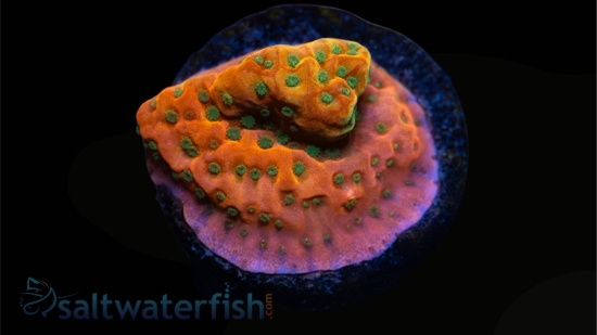 Encrusting Montipora: Sunset Imposter - Aquacultured