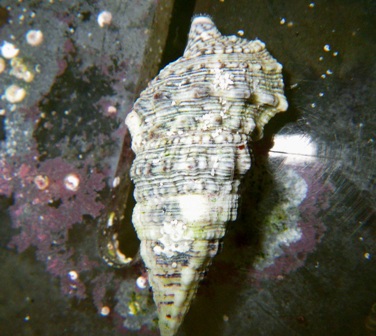 Cerith Snail - Group of 10 - Buy One Get One FREE