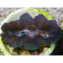 Crocea Clam: Blue - Fiji - Aquacultured