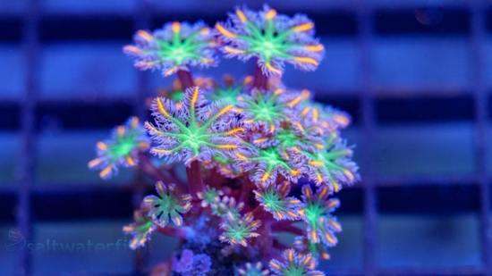 Clove (Daisy) Polyp: Fireworks - Aquacultured