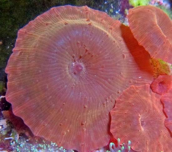 Mushroom Coral: Aussie Red