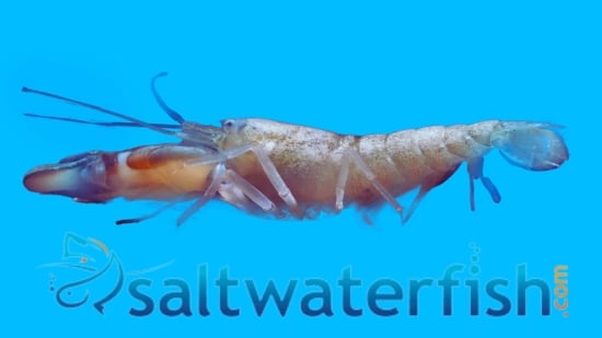 Pistol Shrimp Red Leg