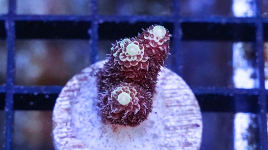 Acropora Coral : Tongan Colored