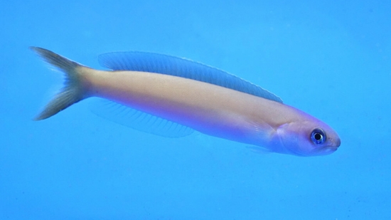Dusky Tilefish