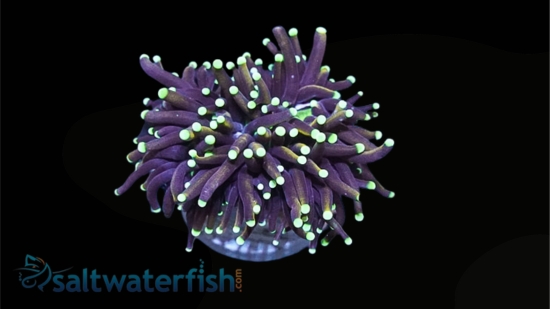 Torch Coral: Gold - Aquacultured