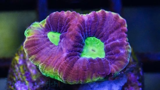 Favia Brain Coral: Dragon Soul - Aquacultured