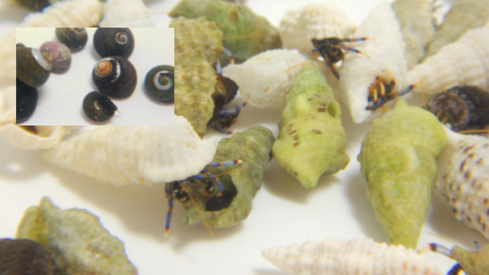 20 Dwarf Blue Leg Hermit Crabs + 20 Assorted Cleaner Snails