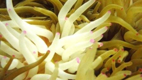 Condylactis Anemone