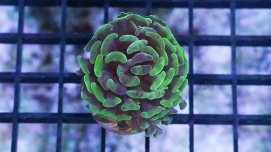 Hammer Coral: Branching Green/Purple Splatter