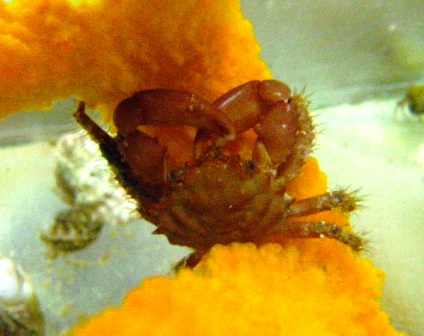 Red Mithrax Crab