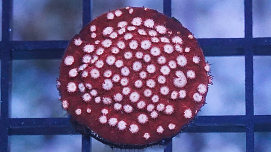 Cyphastrea "Peppermint" Red - Aquacultured
