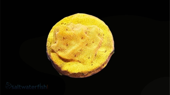 Leptoseris : Tangerine Juice - Aquacultured