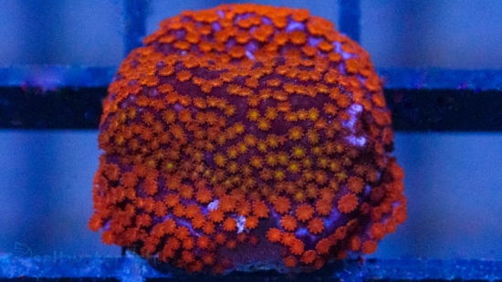 Encrusting Montipora: Rainbow - Aquacultured