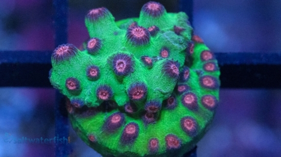 Cyphastrea Alien Pox - Aquacultured