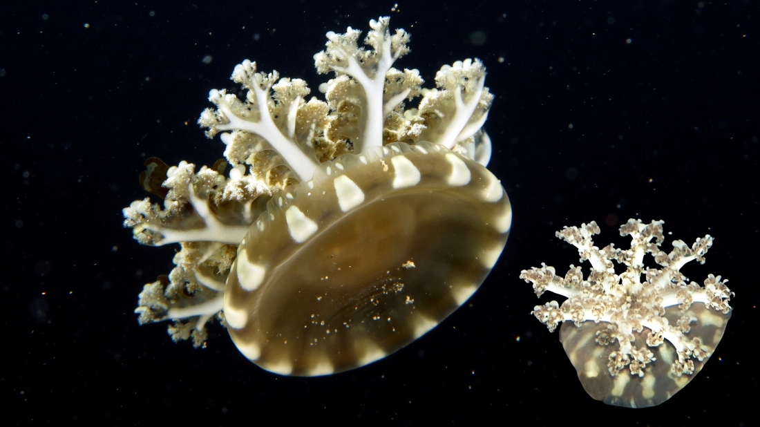Upside down Jellyfish - Captive Bred - QM Labs