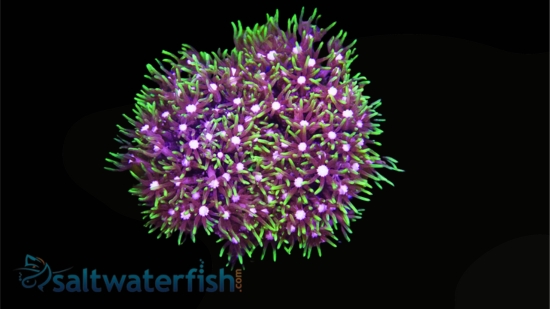 Star Polyp: Metallic Green - Aquacultured