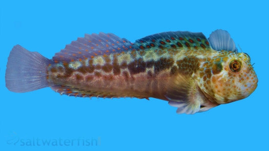 Tesselated Blenny - Captive Bred