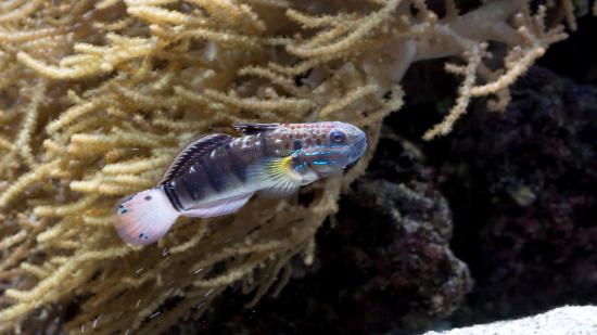 Sleeper Banded Bullet Goby