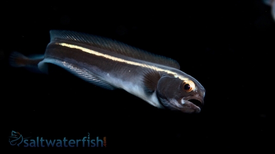 Engineer Goby