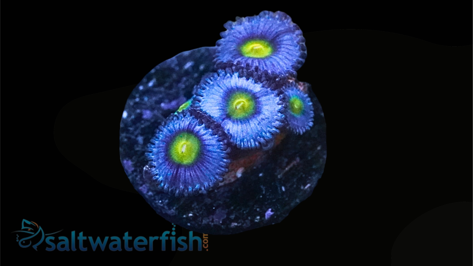 Zoanthid : Aoi - Aquacultured