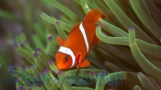 Maroon Clownfish: Yellow Stripe - South Asia