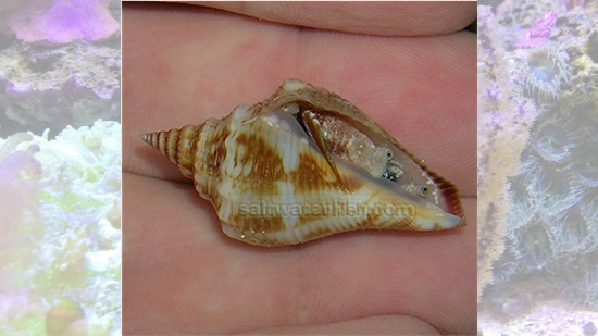 Fighting Conch